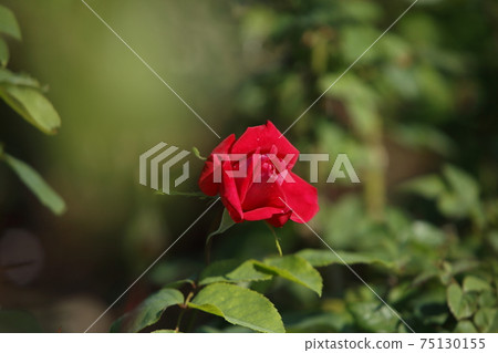荒尾市少女公民花壇玫瑰花, 荒尾市少女公民花壇玫瑰花, 75130155