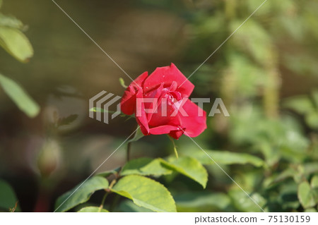 Arao City Ominous Citizen Flower Bed Rose Flower, Arao City Ominous Citizen Flower Bed Rose Flower, 75130159