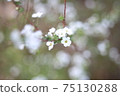 小可愛的花朵 75130288