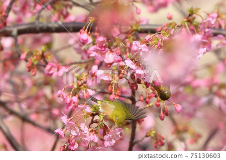 河津櫻花和白眼鯛 河津櫻花和白眼鯛 75130603