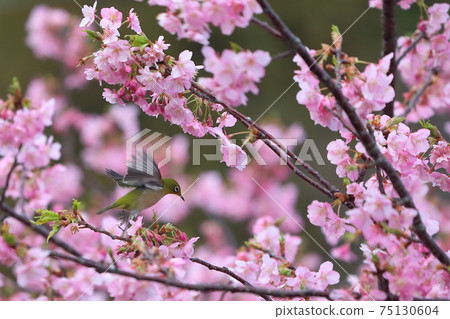 河津櫻花和白眼鯛 75130604