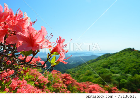 Azalea Festival in Motoyoshi Town, Kesennuma City, Miyagi Prefecture Azalea Festival in Motoyoshi Town, Kesennuma City, Miyagi Prefecture 75130615