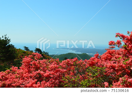 宮城縣氣仙沼市元吉鎮杜鵑花節 75130616