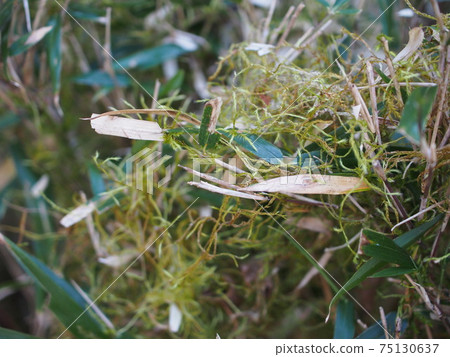 Kiosumiito moss Kiosumiito moss 75130637