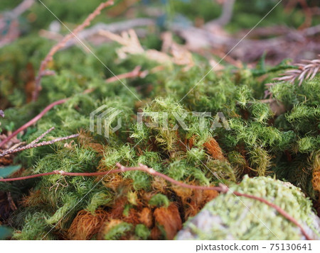 Cypresses Cypresses 75130641