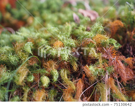 Hinokigoke Hinokigoke 75130642