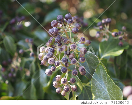 常春藤 常春藤 75130643