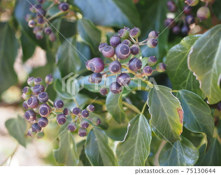 常春藤 常春藤 75130644