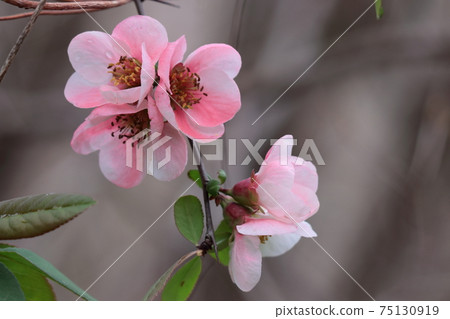 綻放華麗 綻放華麗 75130919