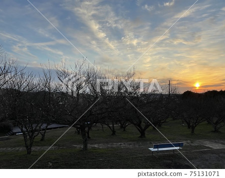 於梅公園的夕陽的天空 於梅公園的夕陽的天空 75131071