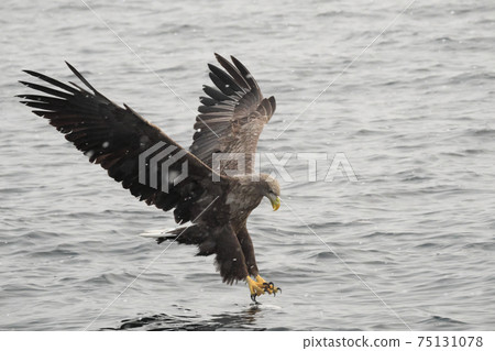 Steller's sea eagle catching prey Steller's sea eagle catching prey 75131078