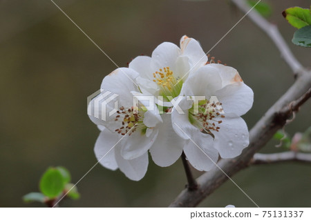 Bloom gorgeously 75131337