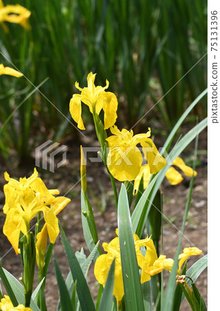 Photograph of a plant presumed to be yellow iris with yellow flowers 75131396