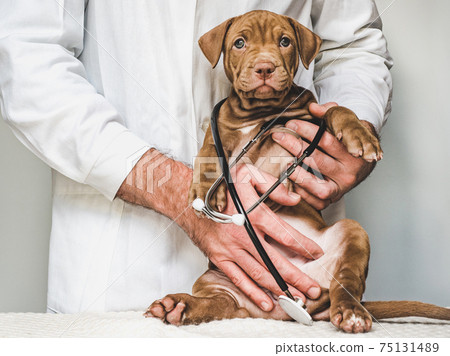 Lovable, pretty puppy of chocolate color. Close-up 75131489
