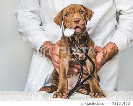 Lovable, pretty puppy of chocolate color. Close-up Lovable, pretty puppy of chocolate color. Close-up 75131490