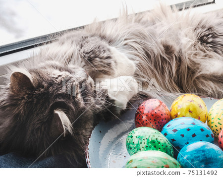 Charming kitten and Easter eggs painted in bright colors Charming kitten and Easter eggs painted in bright colors 75131492