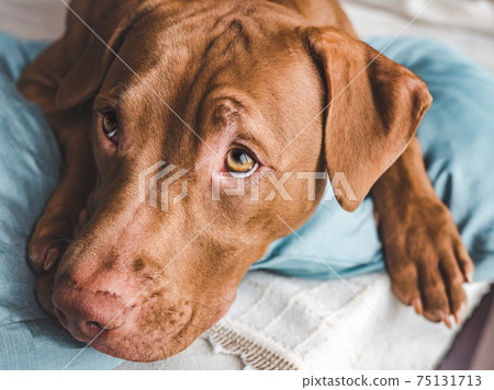 Lovable, pretty puppy of chocolate color. Close-up Lovable, pretty puppy of chocolate color. Close-up 75131713