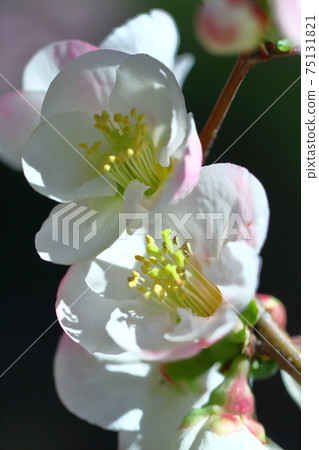 Bloom gorgeously Bloom gorgeously 75131821