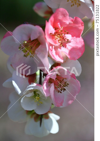 Bloom gorgeously 75131822