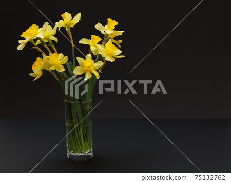 Bouquet of yellow daffodils in vase on a black background. Bouquet of yellow daffodils in vase on a black background. 75132762