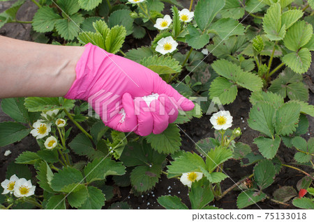 Farmer hand giving chemical fertilizer to young strawberry plants Farmer hand giving chemical fertilizer to young strawberry plants 75133018