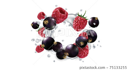 Black currants and raspberries in splashes of yogurt or milk. Black currants and raspberries in splashes of yogurt or milk. 75133255