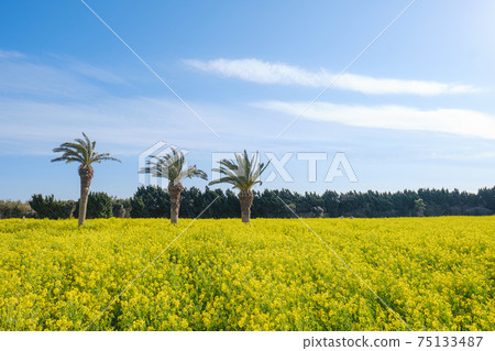 強姦在盛開的花田 強姦在盛開的花田 75133487