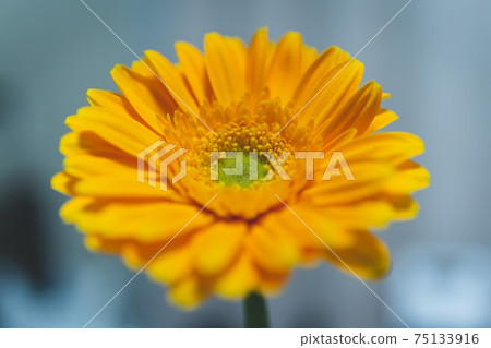Gerbera 75133916