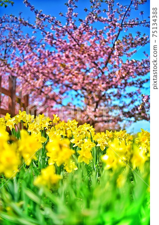Kaminosekishiroyama Historical Park, Kumage District, Yamaguchi Prefecture 75134388