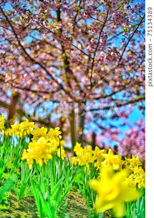 Kaminosekishiroyama Historical Park, Kumage District, Yamaguchi Prefecture 75134389