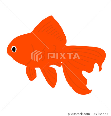 Illustration of Ryukin goldfish Illustration of Ryukin goldfish 75134535