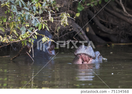 Hippopotamus , Kruger National Park Hippopotamus , Kruger National Park 75134568