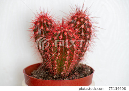 Cactus covered with red wax paint on a white background Cactus covered with red wax paint on a white background 75134608