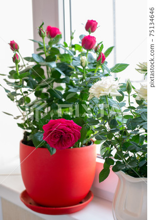 Red and white roses in pot stand on the windowsill on the balcony 75134646