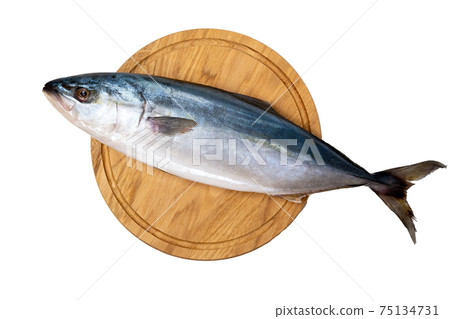 Seriola lakedra fish or greater amberjack fish isolated on white background 75134731