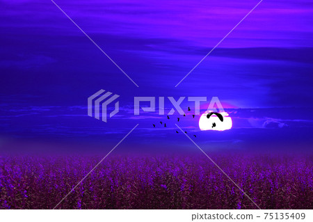 paramotor over lavender flowers field follow flying birds on night sky paramotor over lavender flowers field follow flying birds on night sky 75135409