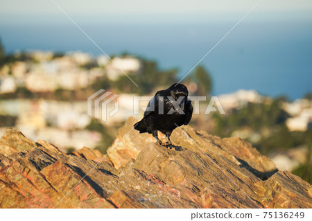 A black crow standing on the stone 75136249