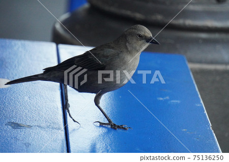 A bird walking on a chair 75136250