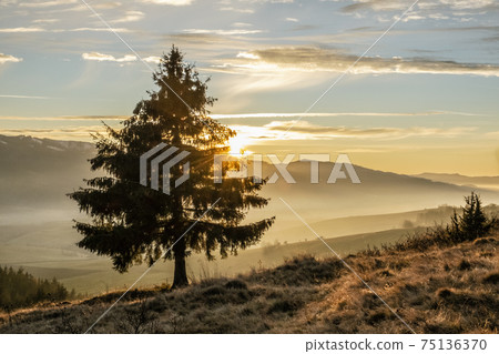Coniferous tree in sunset, Helpa, Slovakia 75136370