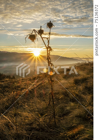 Dry thistle in sunset, Helpa, Slovakia 75136372