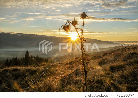 Dry thistle in sunset, Helpa, Slovakia 75136374