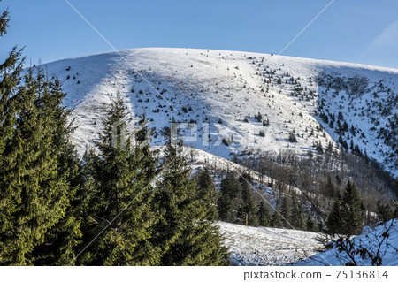 Ploska hill, Big Fatra mountains, Slovakia, snowy landscape Ploska hill, Big Fatra mountains, Slovakia, snowy landscape 75136814