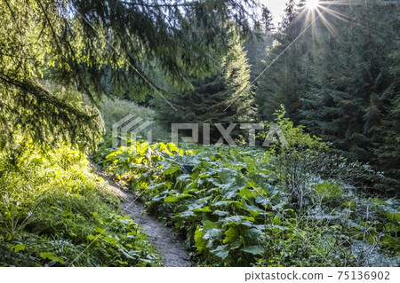 Sunny morning in Low Tatras mountains, Slovakia Sunny morning in Low Tatras mountains, Slovakia 75136902