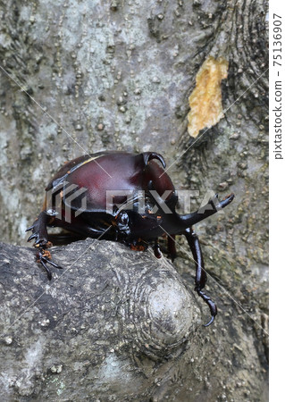 甲蟲，昆蟲採集，暑假 75136907