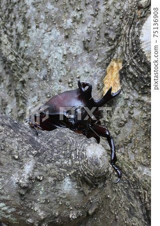 甲蟲，昆蟲採集，暑假 75136908