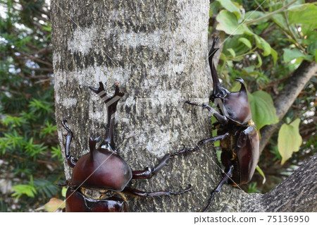 Beetles, insect collecting, summer vacation 75136950