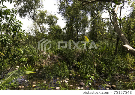 Cuban swamp - Peninsula de Zapata National Park / Zapata Swamp, Cuba 75137548