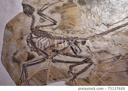 Caudipteryx,博物館 Caudipteryx,博物館 75137688