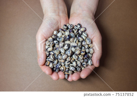 Swallow kidney beans, tiger beans Swallow kidney beans, tiger beans 75137852