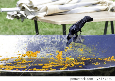 Greater Antillean grackle (Quiscalus niger) during Cuban lunch - Varadero, Cuba Greater Antillean grackle (Quiscalus niger) during Cuban lunch - Varadero, Cuba 75137870